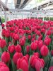 Тюльпаны оптом Новосибирск