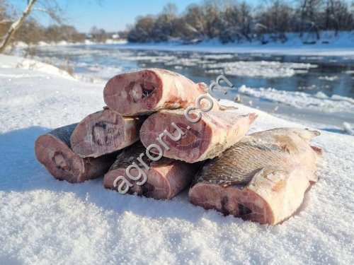 Свежемороженая рыба оптом - язь