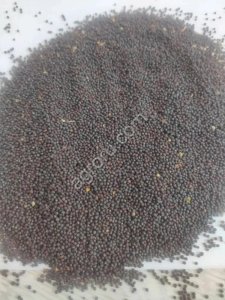 Горчица черная