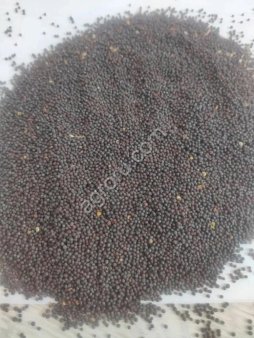 Горчица черная