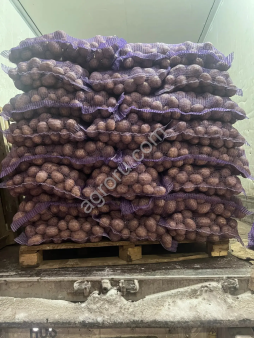 Картофель в Самаре сорт Гала