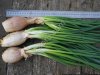 Лук на зелень