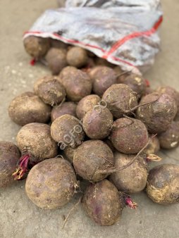 Свекла столовая оптом