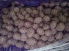 Семенной картофель Мемфис 1я репродукция