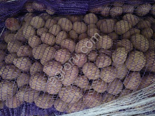Семенной картофель Мемфис 1я репродукция