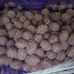Семенной картофель Мемфис 1я репродукция