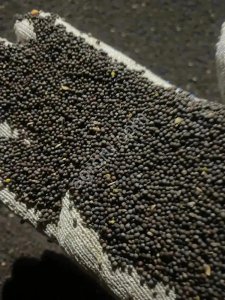 Черная горчица