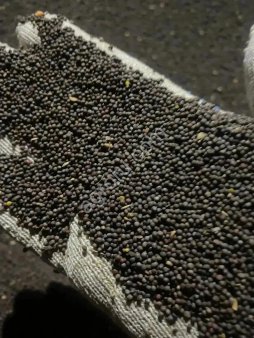 Черная горчица