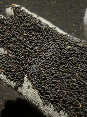 Черная горчица
