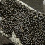 Черная горчица