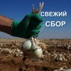 Стардаст лук на зелень