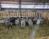 Романовские: барашки 30-50 кг и овцематки 55-60 кг живым весом