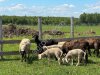Комплексное зоотехническое и ветеринарное сопровождение ферм