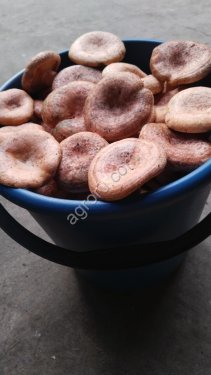 Рыжики свежие