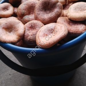 Рыжики свежие