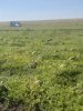 Арбузы и Дыни до 600 тонн
