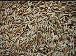 Овсяница