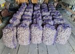 Семенной чеснок Любаша