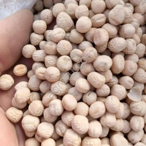 Горох продовольственный