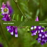 Семена вики яровой Обская 16 (Рс1)