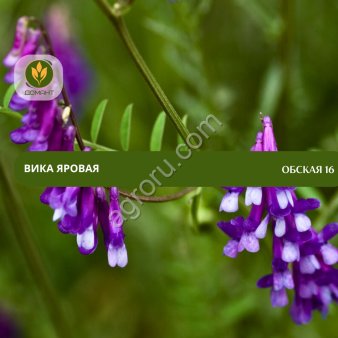 Семена вики яровой Обская 16 (Рс1)