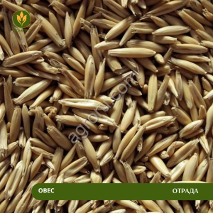 Овес Отрада (Рс1)