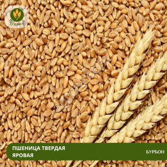 Семена пшеницы Бурбон