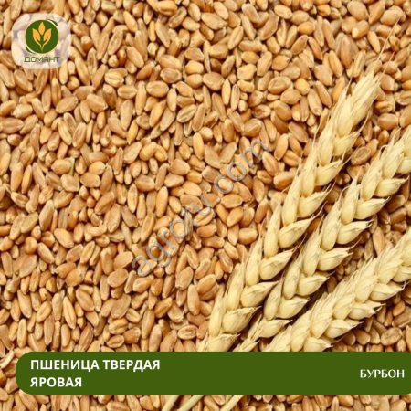 Семена пшеницы Бурбон