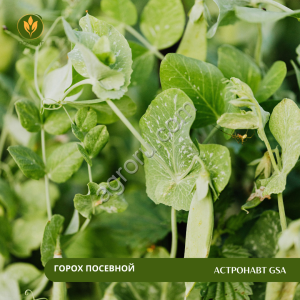 Горох посевной Астронавт GSA