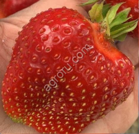 клубника свежая