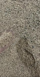 Пшеница твердая