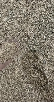 Пшеница твердая