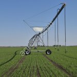 Выращивание семян на контрактной основе