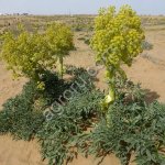 Семена Ферулы Ф1