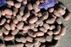 Семенной картофель Балтик Роуз