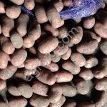 Семенной картофель Балтик Роуз