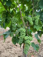 Саженцы винограда столовых и винных сортов производства Сербия