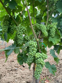 Саженцы винограда столовых и винных сортов производства Сербия