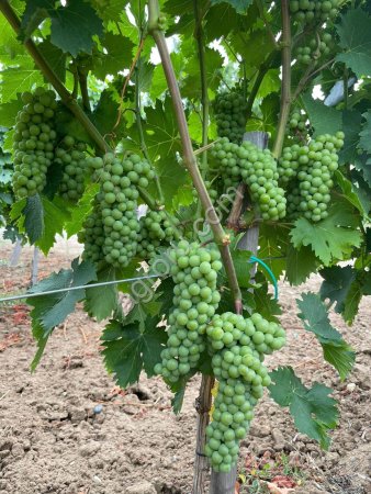Саженцы винограда столовых и винных сортов производства Сербия