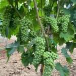 Саженцы винограда столовых и винных сортов производства Сербия