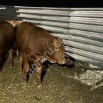 Говядина охлажденка полутуши четверти