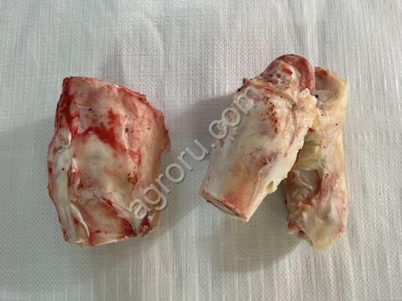 Путовый сустав говяжий (лытка)