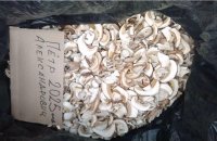 Сухой белый гриб