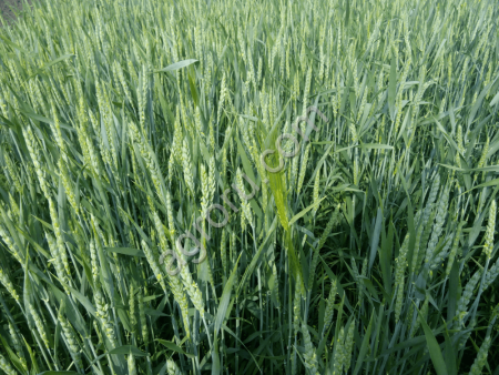 Семена яровой пшеницы 2026 | Элита | От производителя