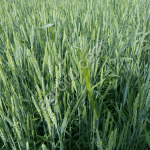 Семена яровой пшеницы 2026 | Элита | От производителя
