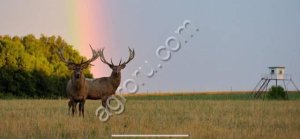 Охотхозяйство с угодьями в Новгородской области