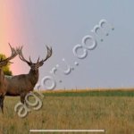 Охотхозяйство с угодьями в Новгородской области