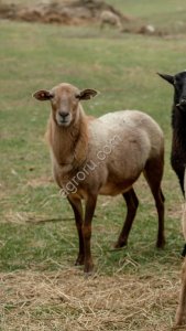 Баранина Премиум класс Катумская Москва