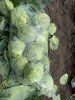 Капуста белокочанная Этмон оптом