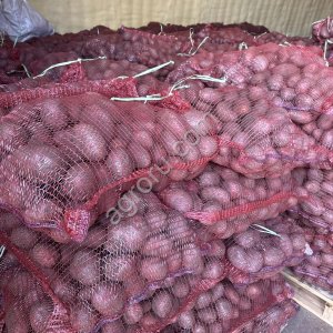 картофель